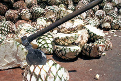 Splitting pinas