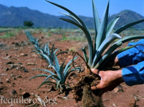 Planting hijuelos