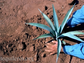 Planting hijuelos