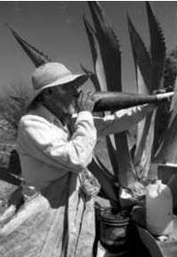 Pulque maker