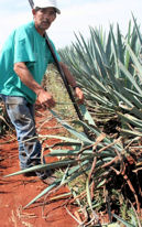removing pups -hijuelos - from the mother agave
