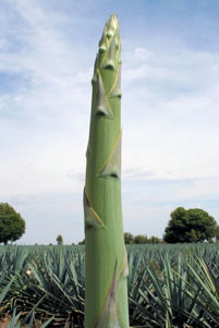 Quiote stalk