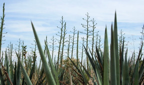 Quiotes in agave field near Arandas