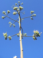 Flowering quiote