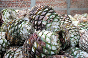 Ripe agave heads