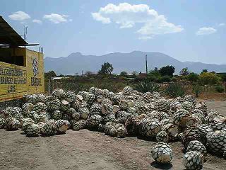 Espadin agaves waiting to be shipped to Tequila during the shortage