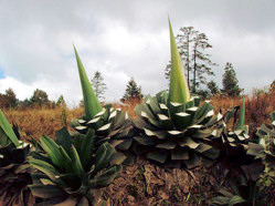 Tobala, wild agave used in mezcal, ready for harvesting