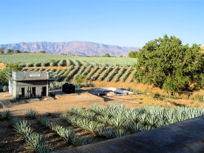 Cofradia's agave fields