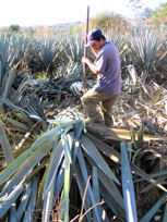 Jimador in the agave fields