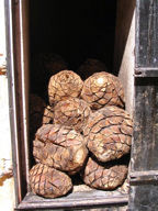 Cooked agave heads at Cuervo