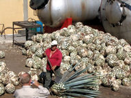 A jimador demonstrates at tequilena