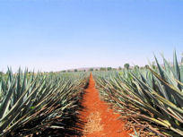Agave fields in Los Altos