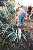 Jimador at Cofradia