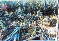 Agave heads cut and trimmed