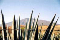Agaves against the sky