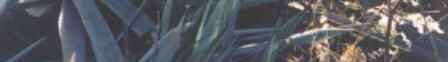 home page graphic