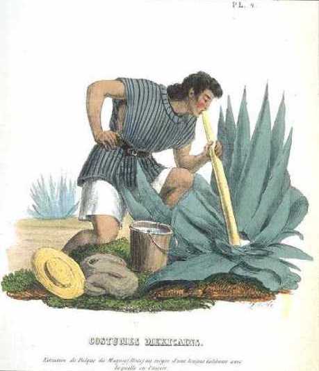 Vintage pulque lithograph from Yale U