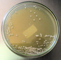Yeast cultivated at Espolon